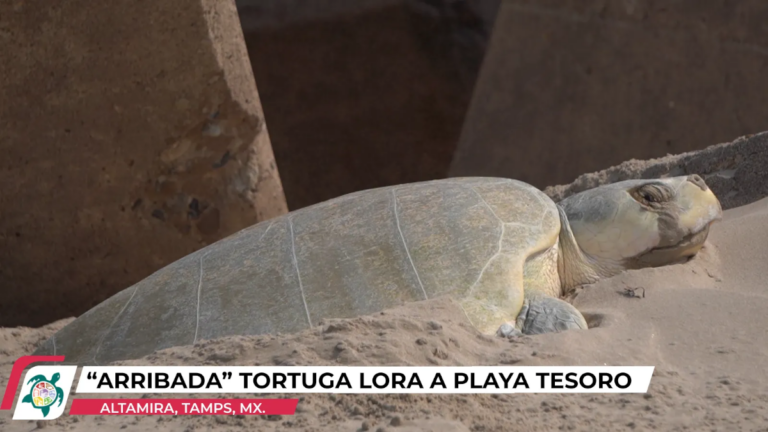 arriba_-tortuga-lora-a-playa-tesoro